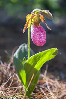 Select Focus Prints: Cypripedioideae, Ladys Slipper, Ladys slipper orchid, MA, Reading, USA