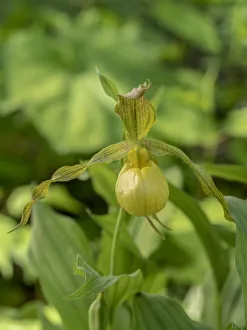 Images Dated 25th April 2019: Cypripedium parviflorum, commonly known as yellow ladys slipper or moccasin flower