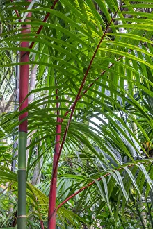 Rainforest Prints: Cyrtostachys renda, palm tree
