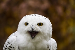 Images Dated 6th November 2014: Czech Republic, Liberec, Sychrov. Snowy Owl (Bubo scandiacus, Nyctea scandiaca)
