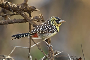 Images Dated 6th September 2011: D Arnauds Barbet, Samburu National Game Reserve, Kenya, Africa