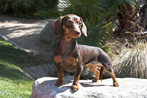 Sweet Prints: A Dachshund / Doxen puppy standing on a boulder at a park