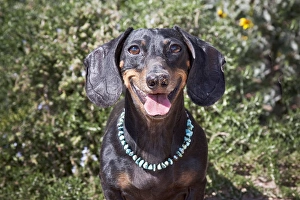 Sweet Prints: A Dachshund / Doxen smiling with turquoise collar