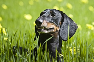 Dachshund Prints: A Dachshund / Doxen standing in field of greenery