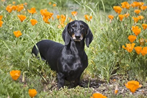Dachshund Prints: A Dachshund / Doxen standing in a field of wild Poppy flowers