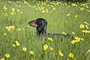 Dachshund Prints: A Dachshund / Doxen standing in a field of yellow flowers