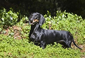 Dachshund Prints: A Dachshund / Doxen standing in a garden of green