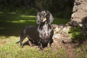 Dachshund Prints: A Dachshund / Doxen standing in a patch of sun light in a park next to a tree
