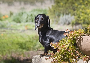 Dachshund Prints: A Dachshund / Doxen standing, on a sandstone wall in a garden