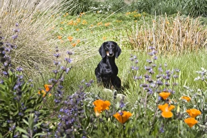 Dachshund Prints: A Dachshund / Doxen standing on a small rock in a field of wildflowers