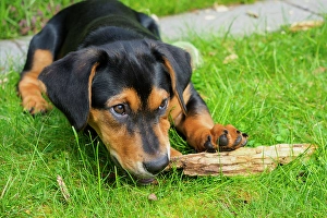 Dachshund Prints: Dachshund mix puppy in grass