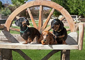 Dachshund Prints: Three Dachshunds / Doxens together on a wooden bench outside