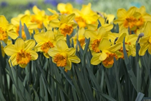 Images Dated 8th April 2011: Daffodil blooms