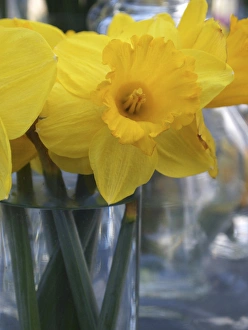 Images Dated 7th April 2011: Daffodil blooms