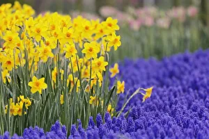 Complimentary Color Prints: Daffodils and Grape Hyacinth, Keukenhof Gardens, Lisse, Netherlands