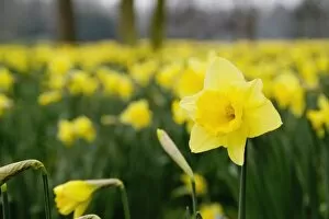 Images Dated 19th March 2005: Daffodils (RF)