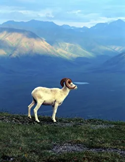 Watch Prints: Dahl ram standing on grassy ridge, mountains in distance, Denali National Park, Alaska