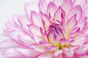 Images Dated 17th July 2019: Dahlia