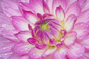 Images Dated 17th July 2019: Dahlia