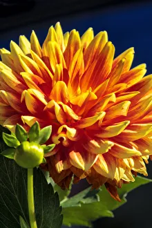 Dahlia