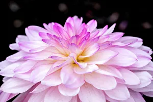 Dahlia Pinnata Prints: Dahlia