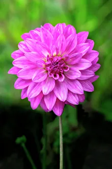 Dahlia Pinnata Prints: Dahlia