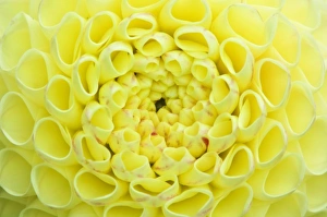 Art Y Prints: Dahlia