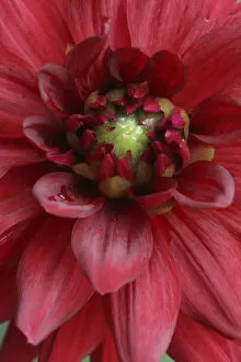 Images Dated 7th August 2005: Dahlia Abstract