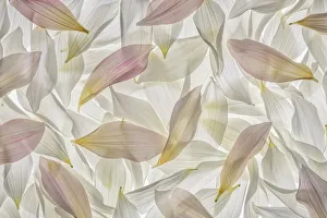 Dahlia Petals. Credit as: Don Paulson / Jaynes Gallery / DanitaDelimont. com