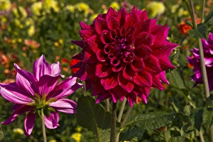 Dahlias; dahlia farm; Canby; Oregon; USA