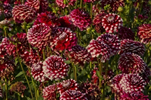 Dahlias; dahlia farm; Canby; Oregon; USA