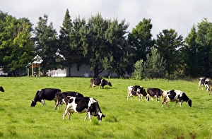 Images Dated 17th August 2011: Dairy cows and farm near Taylor County, Wisconsin, USA