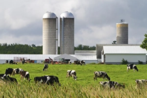 Wisconsin Prints: Dairy cows and farm near Taylor County, Wisconsin, USA