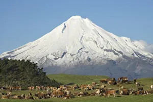 Dairy Cows and Farmland near Okato, and Mt Taranaki / Mt Egmont, Taranaki, North Island