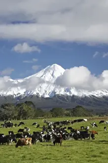 Images Dated 9th July 2008: Dairy Cows and Farmland near Stratford and Mt Taranaki / Mt Egmont, Taranaki, North Island