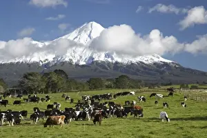 Dairy Cows and Farmland near Stratford and Mt Taranaki / Mt Egmont, Taranaki, North Island