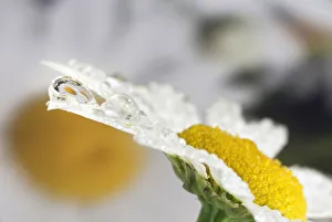Raindrop Prints: Daisey and dew drop reflection, Kentucky