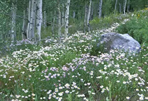 Images Dated 17th October 2005: Daisies and aspens in Kebler Pass