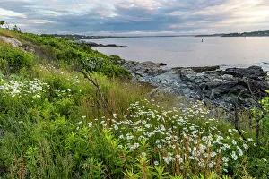 Images Dated 10th January 2023: Daisies at Williams Park in Portland, Maine, USA