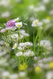 Oldham County Prints: Daisy fleabane, Oldham County, Kentucky