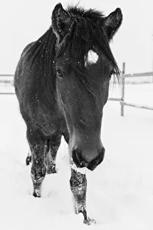 Mustang Prints: Dakotas first winter, Edgewood, New Mexico