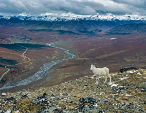 Savage Prints: Dall Ram on ridge, fall tundra, Denali National Park, Alaska