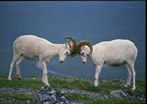 Territorial Prints: Dall Rams(Ovis dalli) jousting on ridge, Denali National Park, Alaska