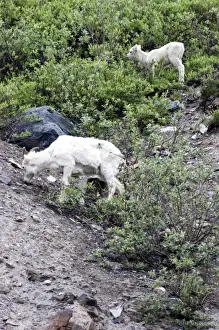 Artiodactyla Prints: Dall Sheep Ewe and Lamb(Ovis dalli dalli) - Arctic National Wildlife Refuge, Alaska