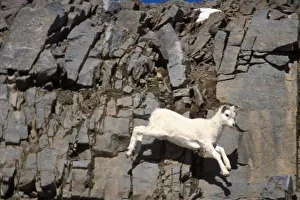 Animal Body Prints: dall sheep, Ovis