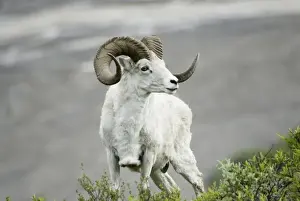 Climb Prints: Dall sheep (Ovis dalli dalli), Denali National Park, Alaska, US, June 2006