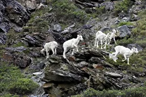 Artiodactyla Prints: Dall Sheep (Ovis Dalli Dalli) group with a lamb traversing rocks on a steep cliff