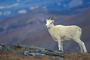 dall sheep, Ovis dalli, ewe on Mount Margaret, Denali National Park, interior of Alaska