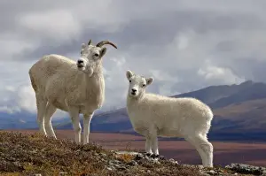 Yearling Prints: dall sheep, Ovis dalli, ewe and yearling on a hillside during fall colors