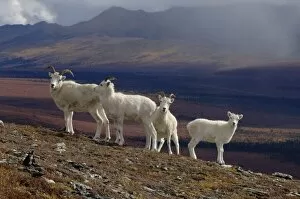 Images Dated 9th September 2005: dall sheep, Ovis dalli, herd resting on a hillside during fall colors, Mount Margarget